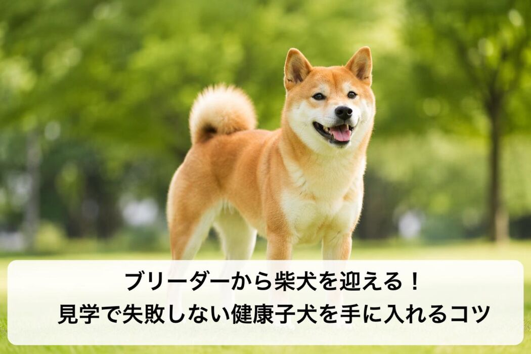 画像6507