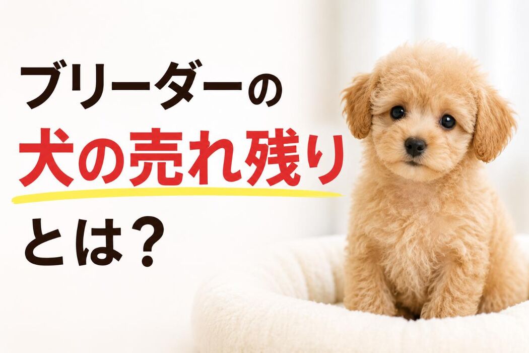 画像6625