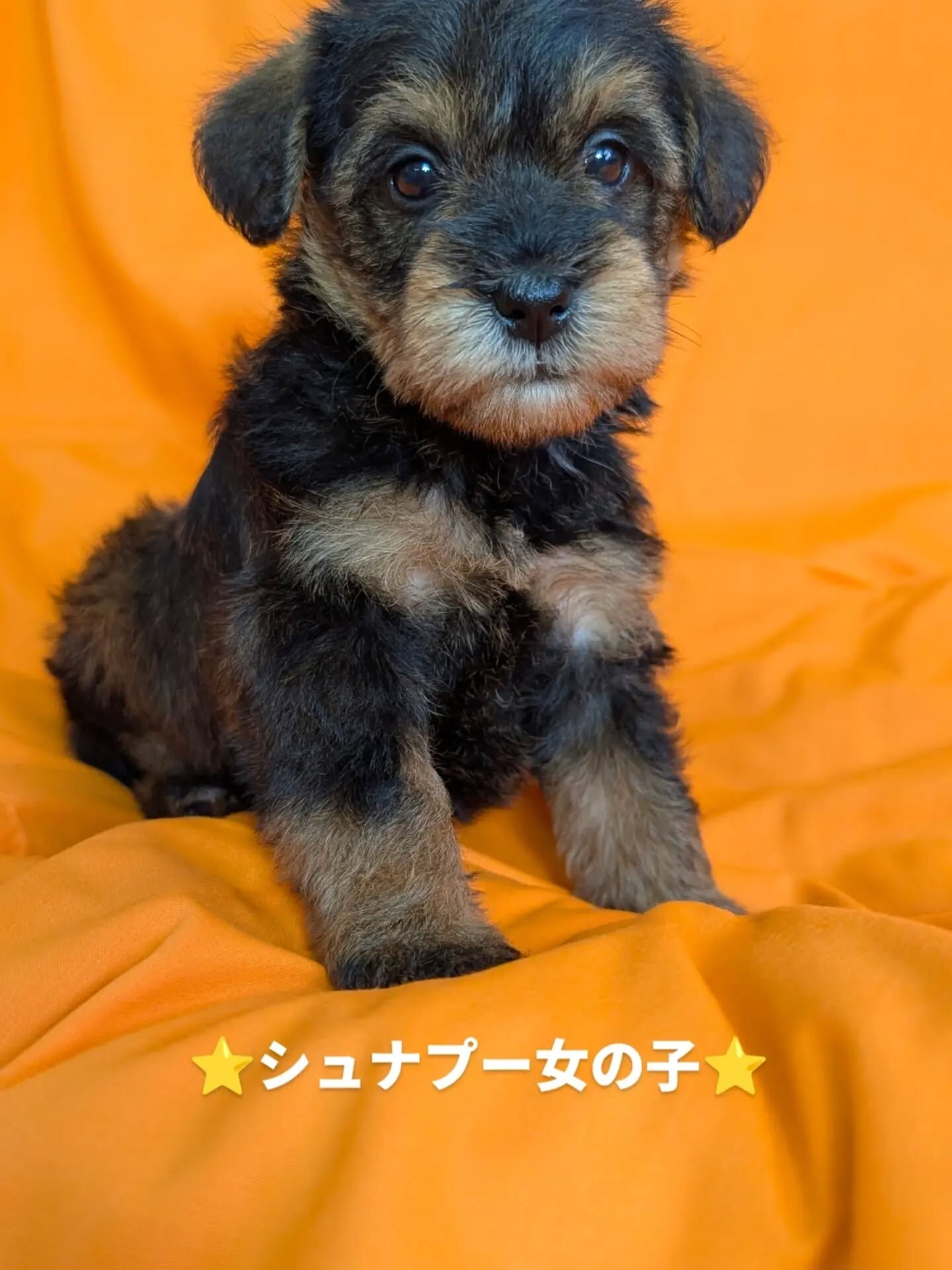 😊シュナプー生まれてます😊
