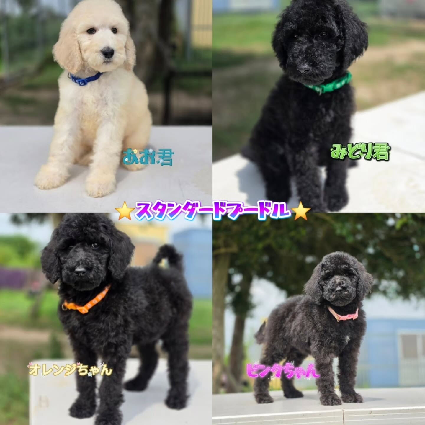 ⭐スタンダードプードル⭐